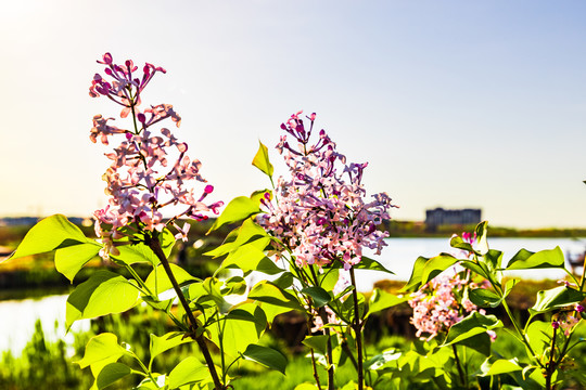 丁香花