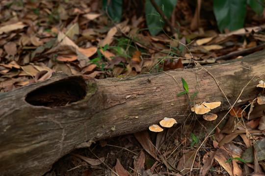 枯木上的蘑菇