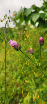 小野花