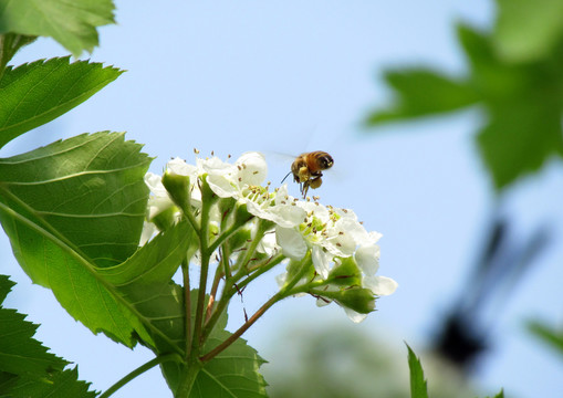 蜜蜂石楠花