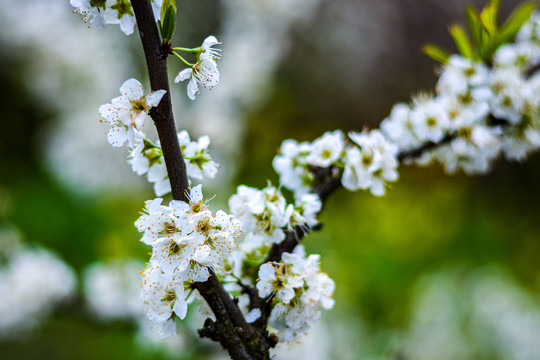 李子花