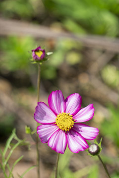 大波斯菊