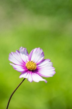 大波斯菊