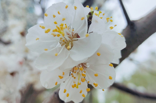 樱桃花