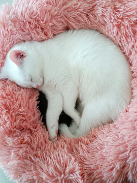 香甜入睡的小白猫