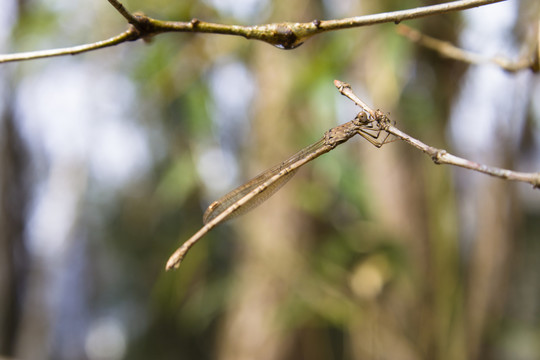 树枝上的小蜻蜓
