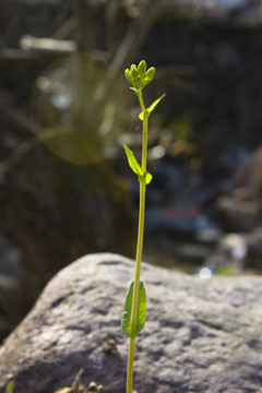 油菜花