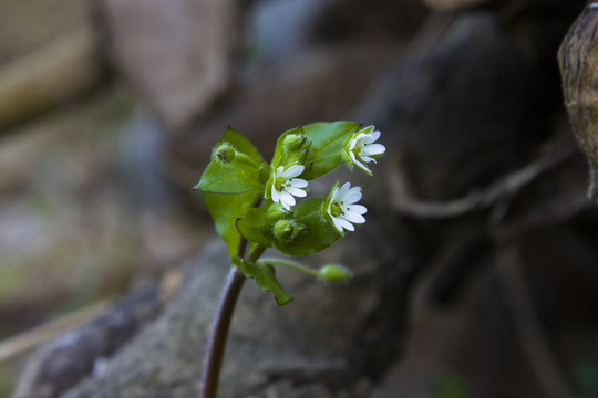 鹅肠菜