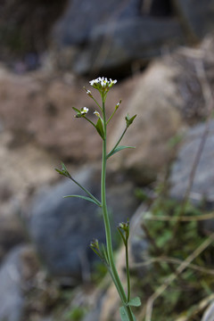 荠菜