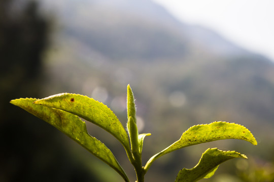 春茶茶尖