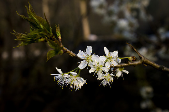 春天樱桃树开花