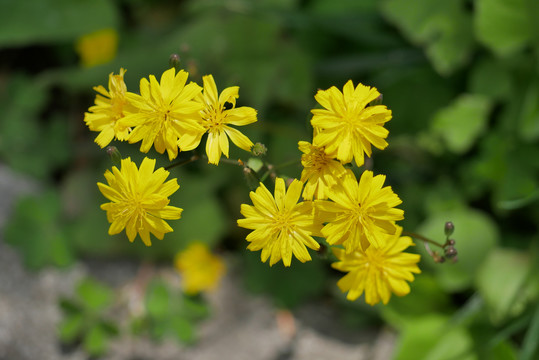 黄鹌菜
