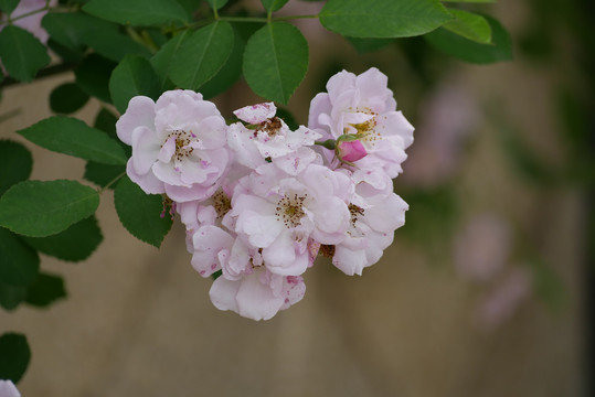 蔷薇花