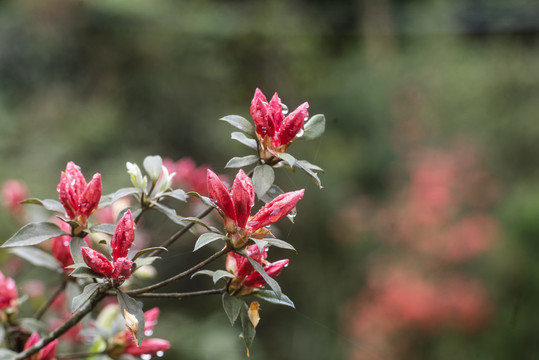 杜鹃花映山红