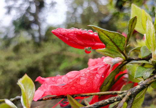 杜鹃花映山红