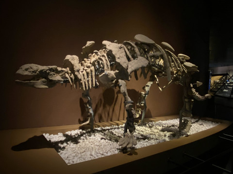 大同博物馆恐龙化石