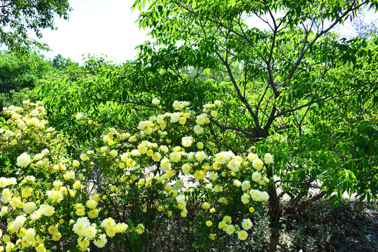 玫瑰花