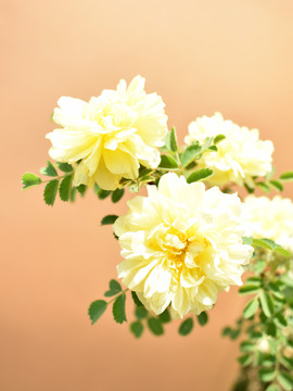 玫瑰花