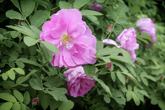 月季花