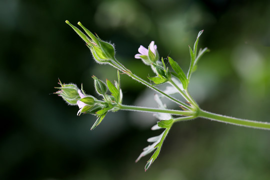 老鹳草