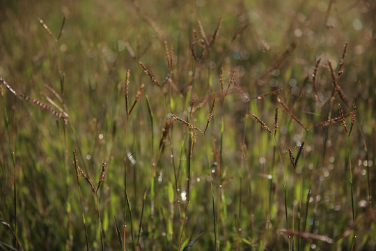 露水小草