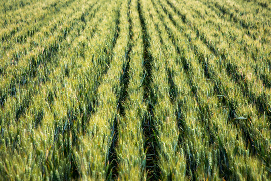 小麦种植示范田