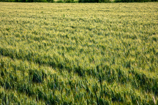 高产小麦种植