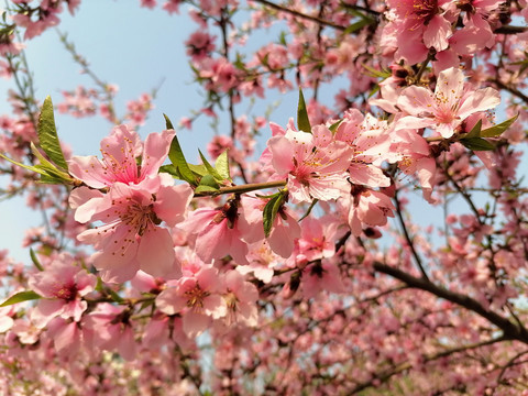 桃花