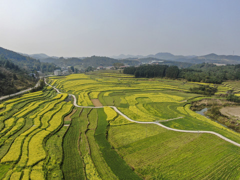 油菜花梯田种植航拍