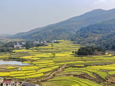 山川丘陵油菜花种植航拍