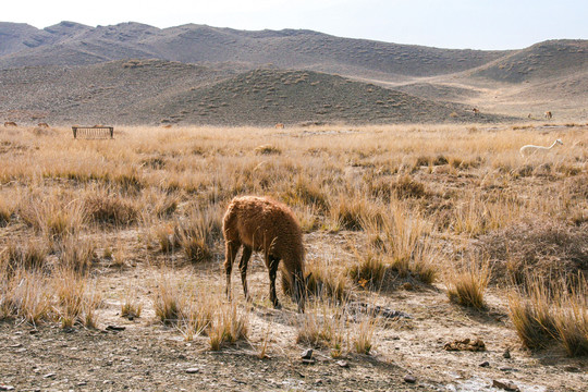 新疆天山野生动物园羊驼