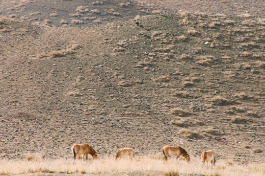 新疆天山野生动物园野驴
