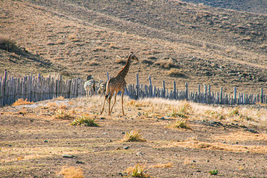 新疆天山野生动物园长颈鹿