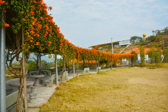 炮仗花