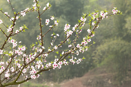 逆光桃树花枝