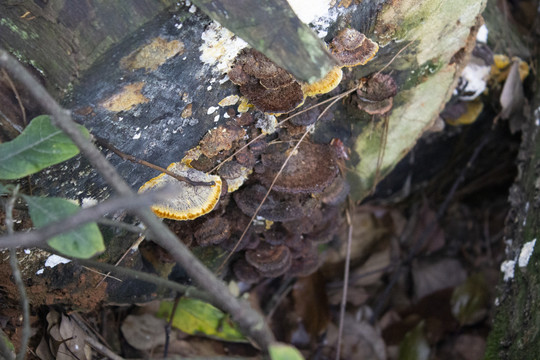 腐木上的菌