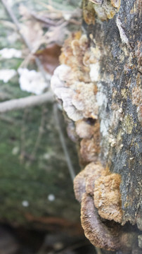 腐木上的菌