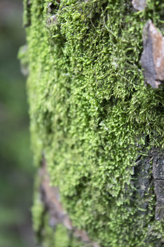 树干上的苔藓