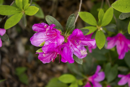 杜鹃花