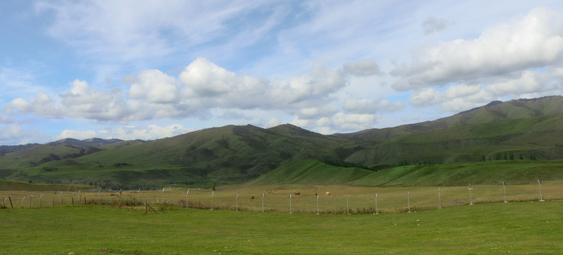 新疆晴朗天气下的草原