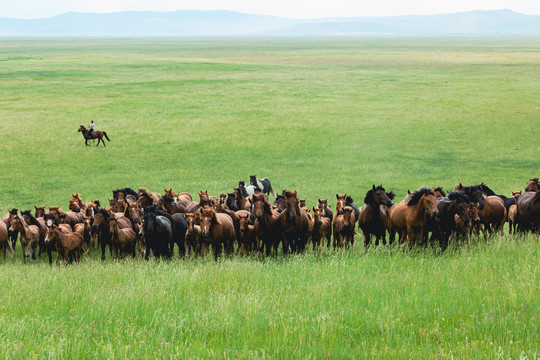 夏季草原牧场马群骑马