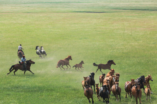 夏季草原马群奔跑套马
