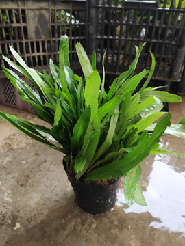大芫荽