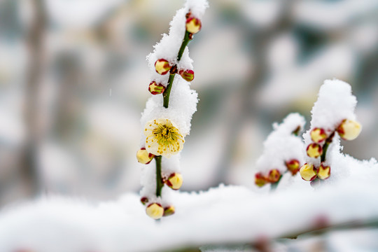 颐和园雪后桃花