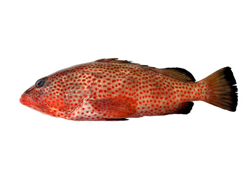 赤点石斑鱼