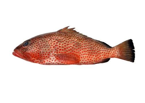赤点石斑鱼