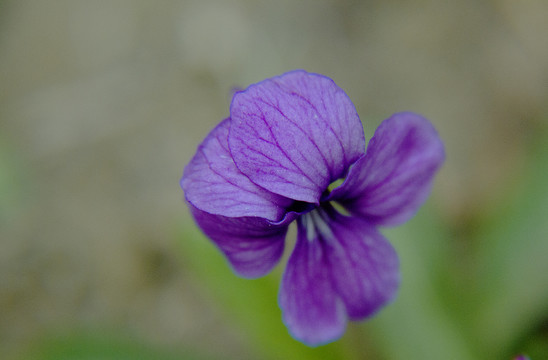 紫花地丁