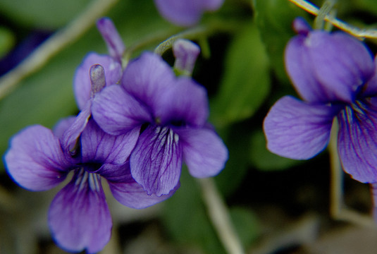 紫花地丁