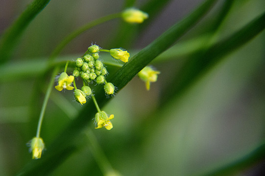 菜花