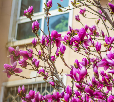 几树枝半开紫玉兰花及花骨朵